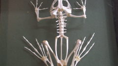 Frogs skeletons