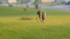 Frogs spiders insect