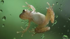 Frogs water drops amphibians