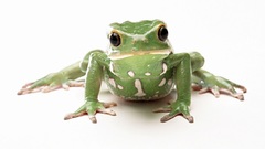 Frogs white background amphibians