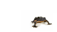 Frogs white background amphibians