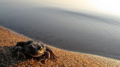Frogs wildlife amphibians