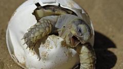 From make This give zolw simillar