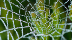 Frost covered web nature