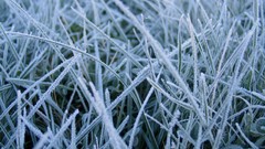 Frost macro nature winter