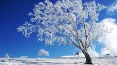 Frozen alone tree at
