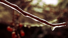 Frozen branches water nature