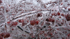 Frozen cherries