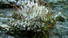 Frozen grass Plants nature