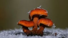Frozen mushrooms nature