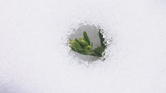 Frozen national geographic