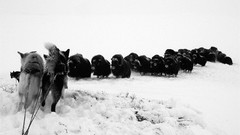 Frozen national geographic