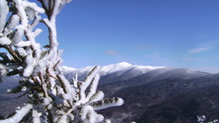 Frozen tree Mountains nature