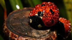 Frozen water drops ladybirds