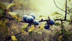 fruit dew Berries twigs nature Plants outdoors