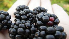 Fruit grapes Food and