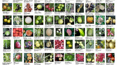 Fruit Hawaii high Food