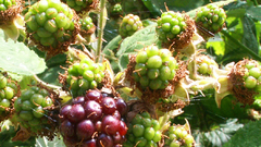 Fruits Berries