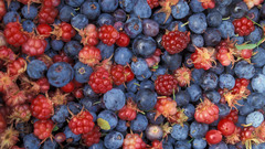 Fruits blueberries