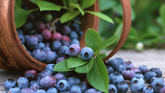 Fruits blueberries