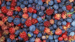 Fruits blueberries