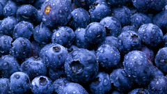 Fruits blueberries
