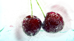 Fruits cherries white background
