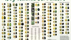 Fruits food infographics white