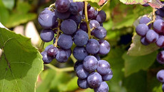 Fruits grapes
