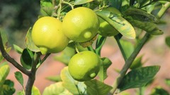 Fruits limes fruit trees