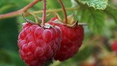 Fruits macro raspberries fruit