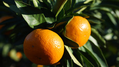 Fruits oranges