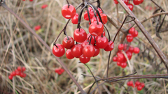 Fruits Plants Berries