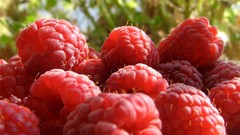 Fruits Plants raspberries