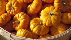 Fruits pumpkins