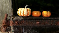 Fruits pumpkins Fuyu Persimmons