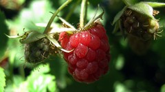 Fruits raspberries