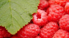 Fruits raspberries