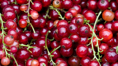 Fruits redcurrant