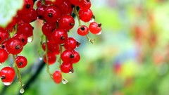 Fruits redcurrant depth of