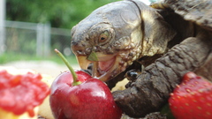 Fruits turtles strawberries