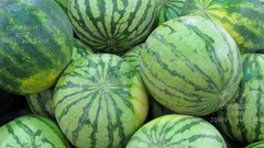 Fruits watermelons