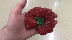 Fruits WTF strawberries