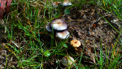 Fuji cubensisthe rest are