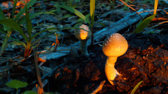 Fujihi res mushroom or