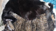 Fun looking for More