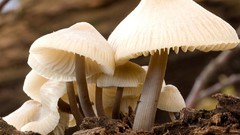 Fungi complex magazine