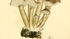 Fungi or mushrooms high