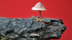Fungus