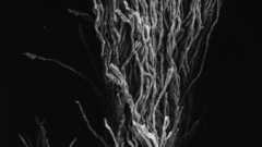 Fungus on orange surface